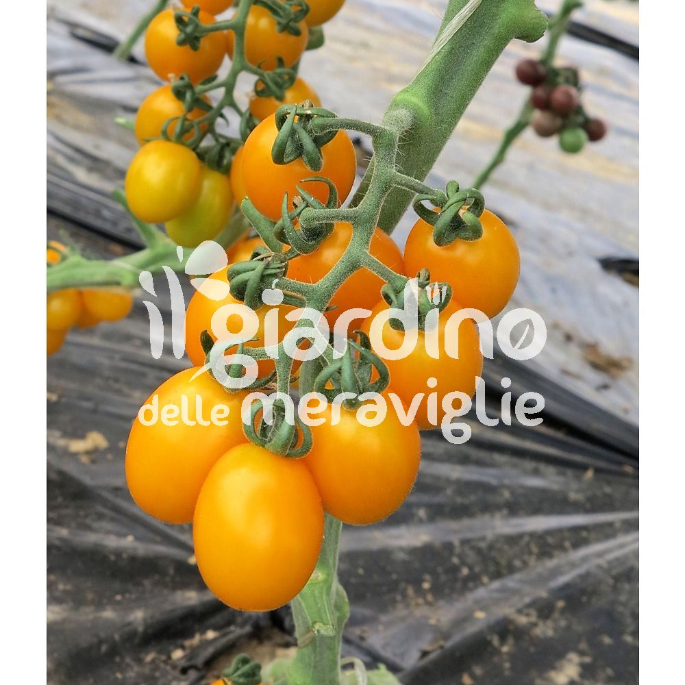 Piante Di Pomodoro Datterino Giallo