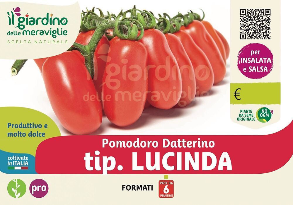 Produzione Piante Di Pomodoro Datterino Lucinda