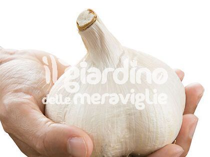 Aglione o Aglio del bacio