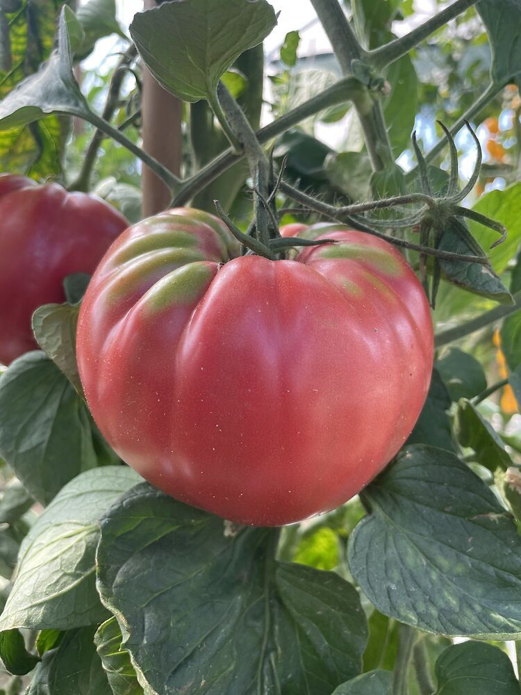 POMODORO BIG PINK BELMONTE